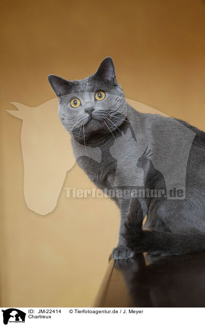Chartreux / Chartreux / JM-22414