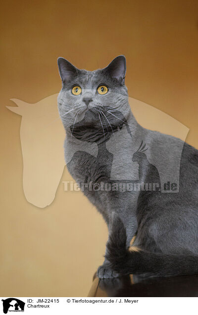 Chartreux / Chartreux / JM-22415