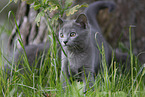 Chartreux Ktzchen