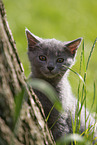 sitzende Chartreux