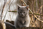 Chartreux Ktzchen