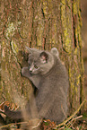 Chartreux Ktzchen klettert auf Baum