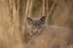 Chartreux Portrait