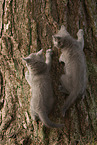 Chartreux Ktzchen klettert auf Baum