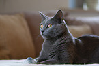 Chartreux