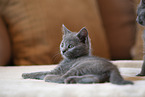Chartreux Ktzchen