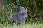 Chartreux Ktzchen