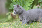 Chartreux Kätzchen