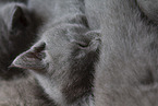 Chartreux Kätzchen