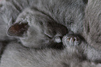 Chartreux Ktzchen