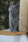 Chartreux Ktzchen