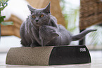 Chartreux