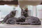 Chartreux