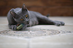 Chartreux