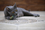 Chartreux