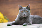 Chartreux