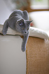 Chartreux