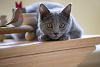 Chartreux