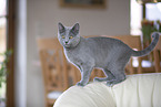 Chartreux