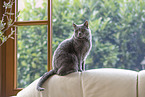 Chartreux