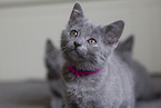 Chartreux Ktzchen