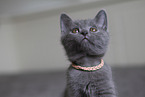 Chartreux Ktzchen