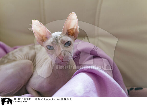 Cornish Rex / Cornish Rex / HBO-06611