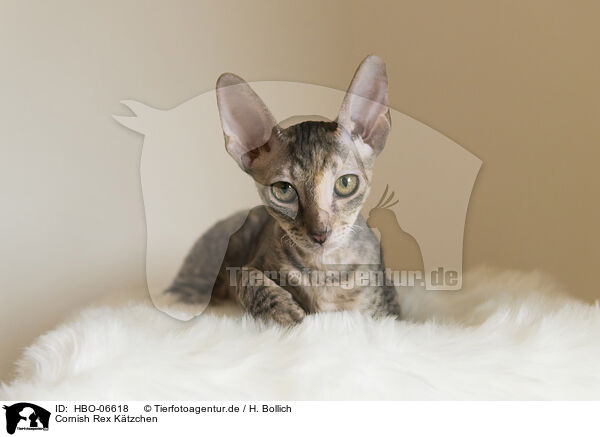 Cornish Rex Ktzchen / Cornish Rex kitten / HBO-06618