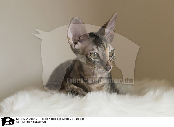 Cornish Rex Ktzchen / Cornish Rex kitten / HBO-06619