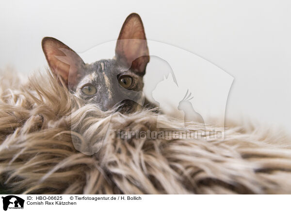 Cornish Rex Ktzchen / HBO-06625