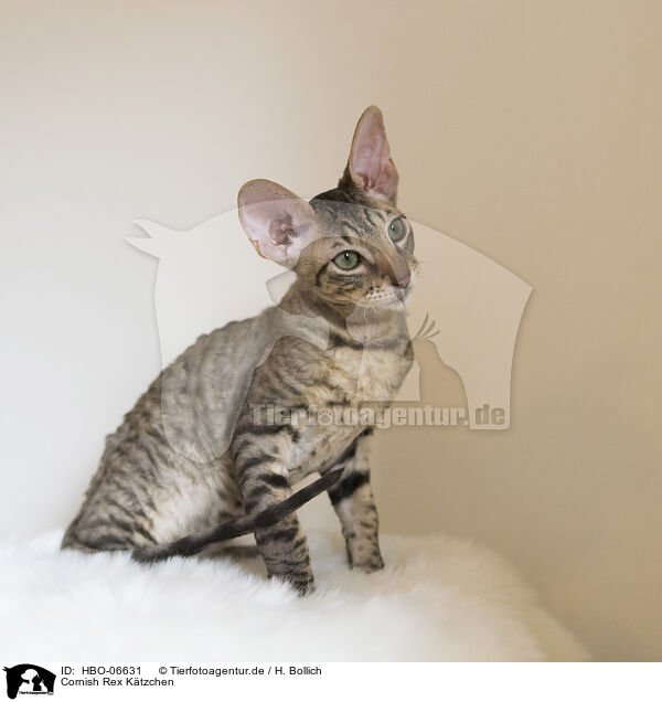 Cornish Rex Ktzchen / Cornish Rex kitten / HBO-06631