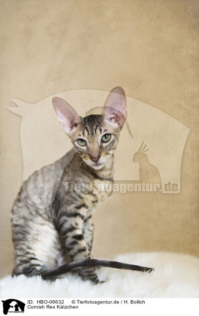 Cornish Rex Ktzchen / Cornish Rex kitten / HBO-06632