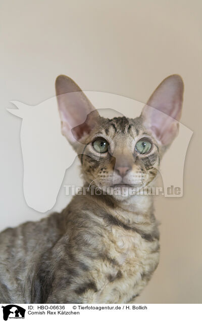 Cornish Rex Ktzchen / Cornish Rex kitten / HBO-06636