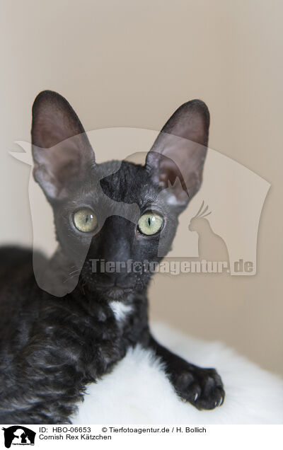 Cornish Rex Ktzchen / Cornish Rex kitten / HBO-06653