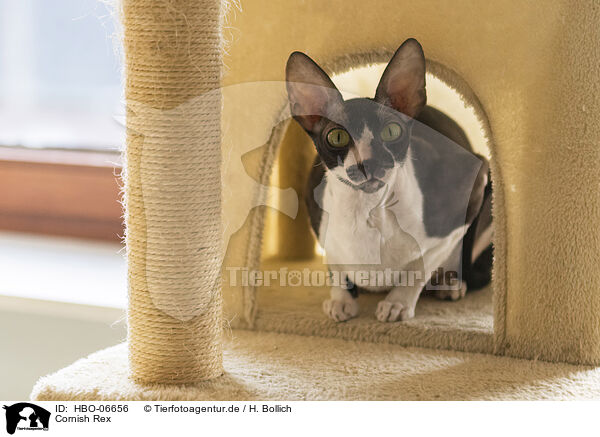 Cornish Rex / Cornish Rex / HBO-06656