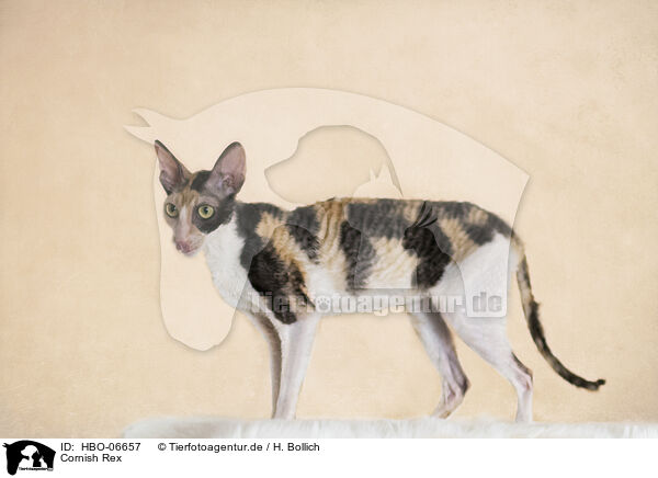 Cornish Rex / Cornish Rex / HBO-06657