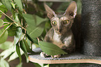 Cornish Rex