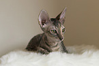 Cornish Rex Ktzchen