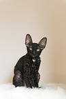 Cornish Rex Ktzchen