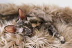 Cornish Rex Ktzchen