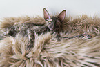 Cornish Rex Ktzchen