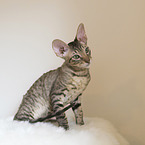 Cornish Rex Ktzchen