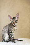 Cornish Rex Ktzchen