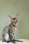 Cornish Rex Ktzchen