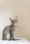 Cornish Rex Ktzchen