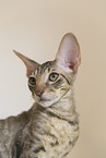 Cornish Rex Ktzchen