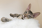 Cornish Rex Ktzchen