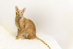 Cornish Rex