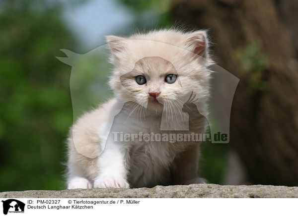 Deutsch Langhaar Ktzchen / German Longhair kitten / PM-02327