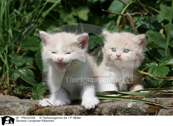 Deutsch Langhaar Ktzchen / German Longhair kitten / PM-02328